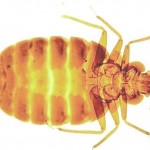 Bed Bugs-Pest Control Bournemouth