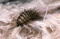 Carpet Beetle-Pest Control Bournemouth