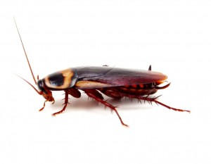 Cockroach-Pest Control Bournemouth