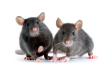 Mice Control-Pest Control Bournemouth