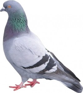 Pigeon Proofing-Pest Control Bournemouth