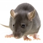 Rodent Control-<strong>Pest Control Bournemouth</strong>