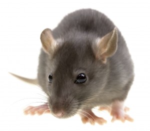 Rat Control-Pest Control Bournemouth