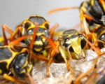 Wasp Nest Removal-Pest Control Bournemouth