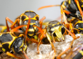 Wasp Nest Removal-Pest Control Bournemouth