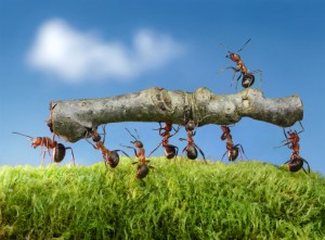 Ant Control