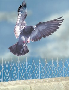 Pigeon Proofing Harmans Cross