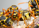 Wasp Nest Control Bournemouth