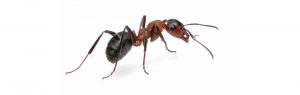 Ant control Winton