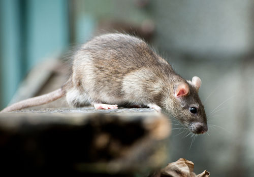 Rodent Control in Bournemouth