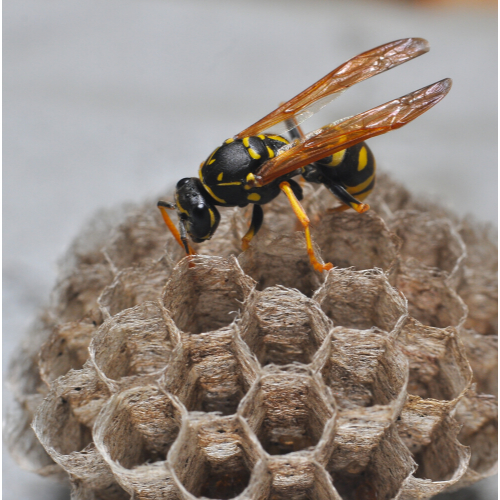 Wasp nest removal bournemouth